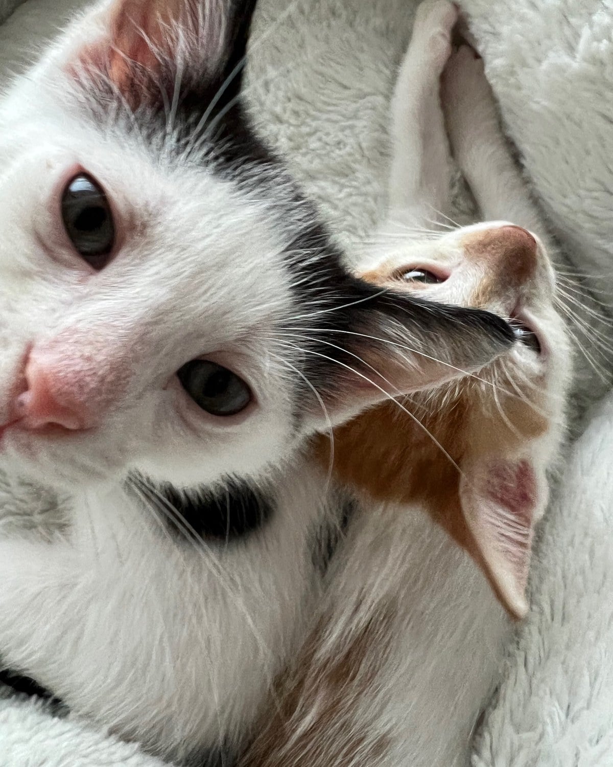 Two kittens lying cheek to cheek on a fluffy blanket, looking up at the camera