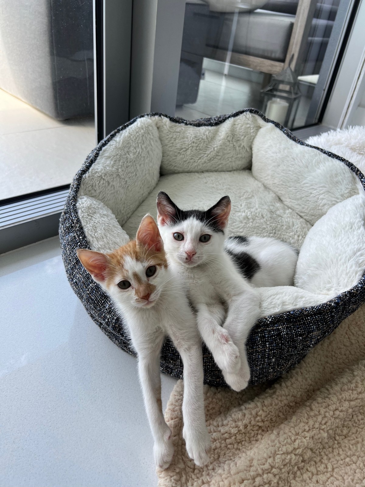 Thelma and Louis as small kittens sitting together in a grey cat bed, both looking up at the camera