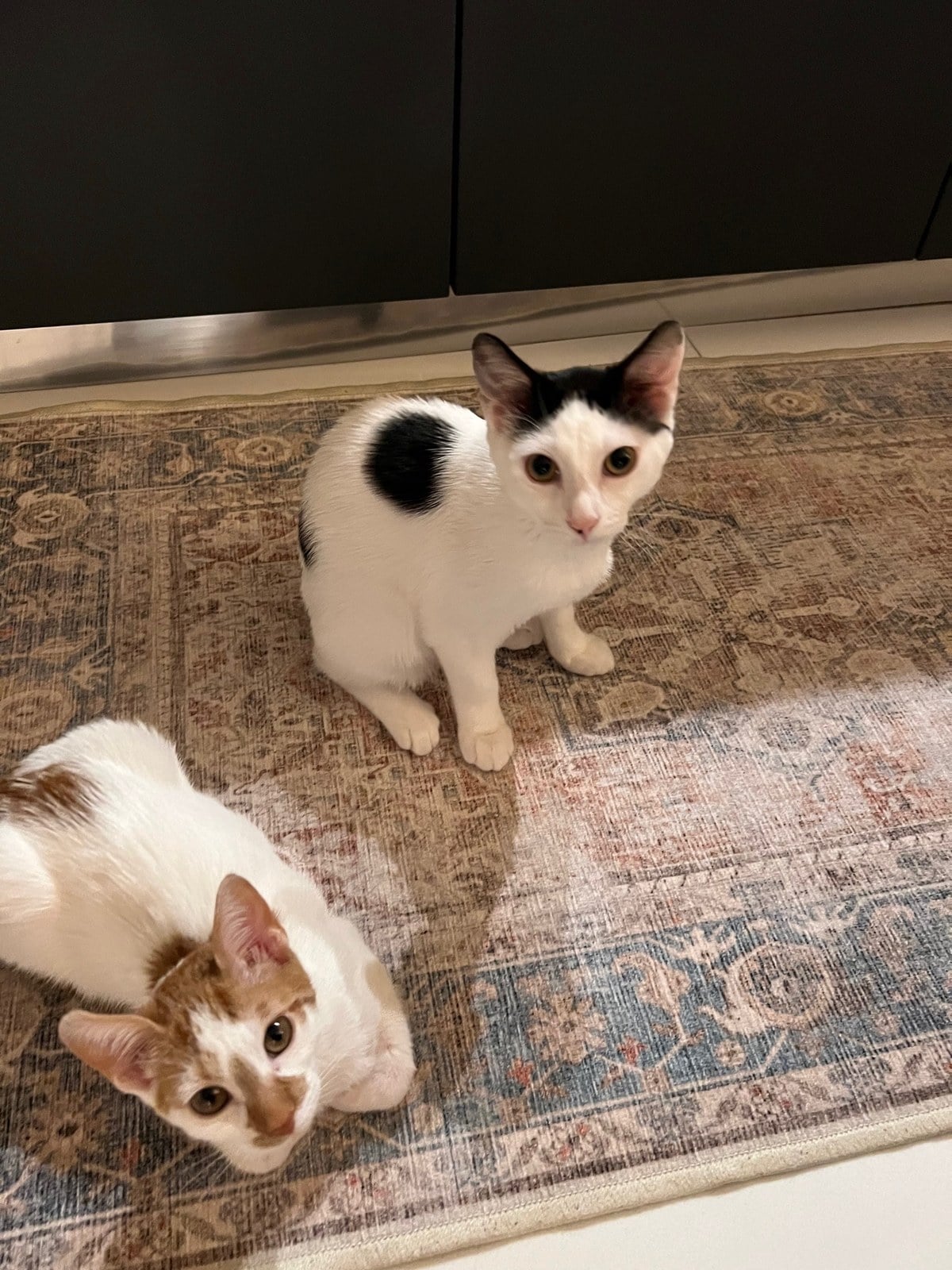 Thelma and Louis as kittens on a patterned rug, both looking up at the camera