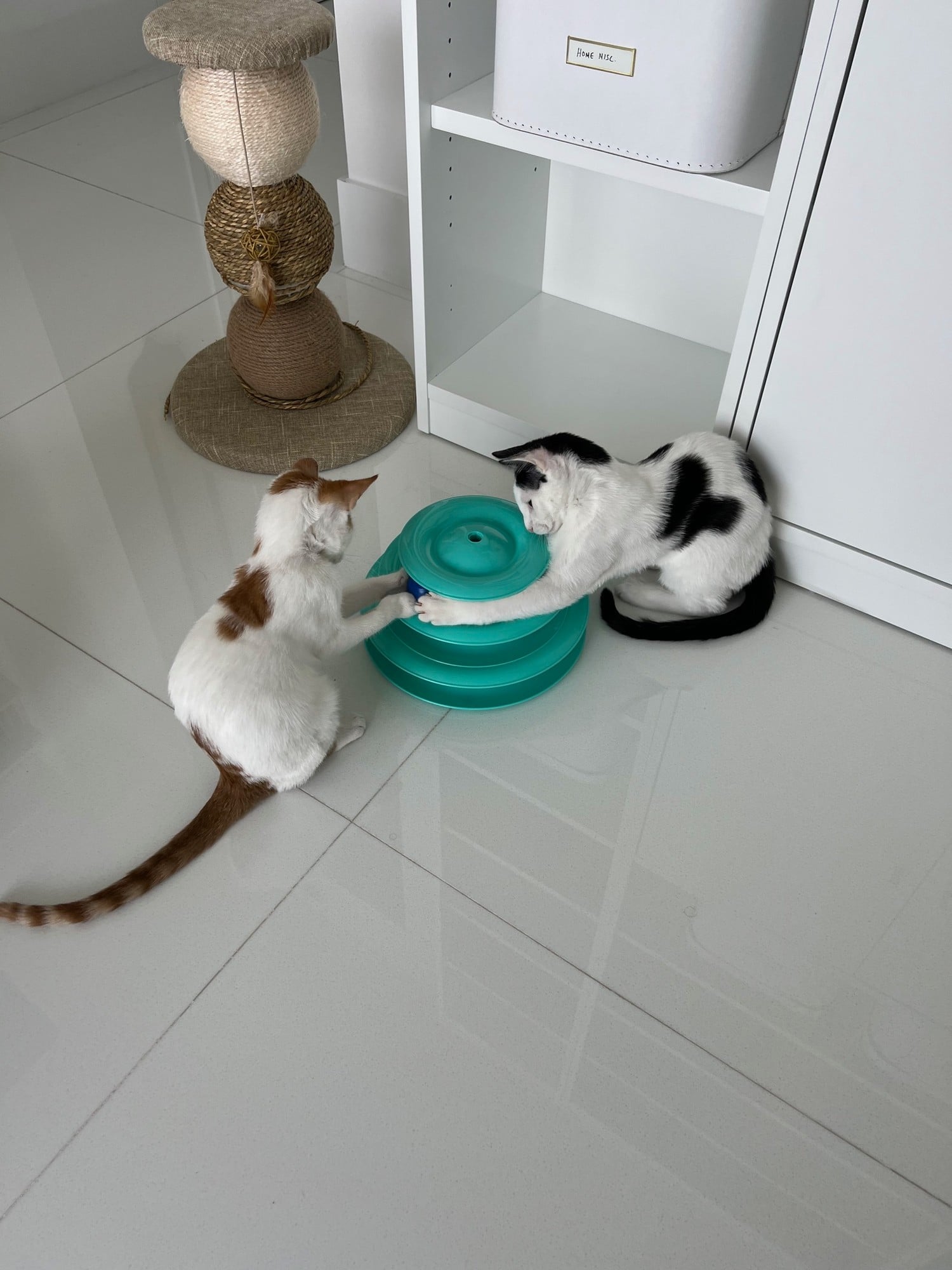 Thelma and Louis as kittens, both pawing at a teal three-level ball-track tower on a white tile floor