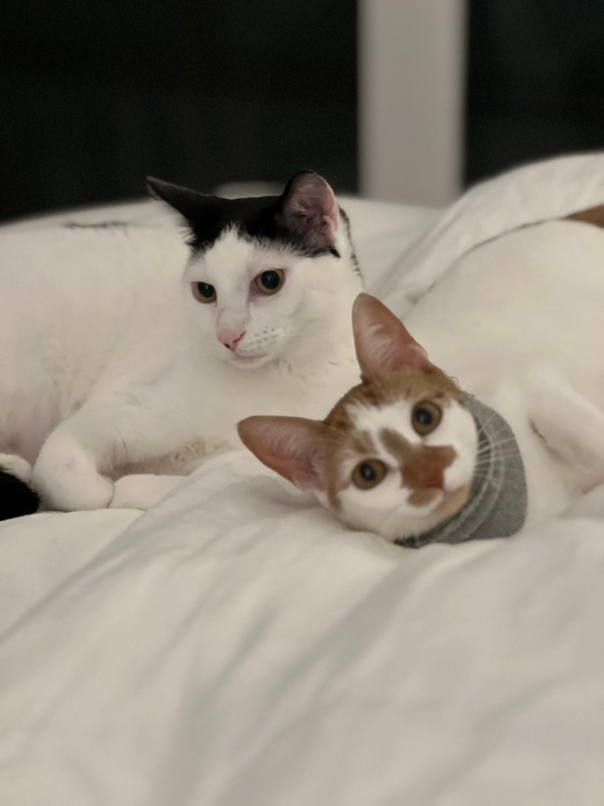 Thelma and Louis lying together on a white bed