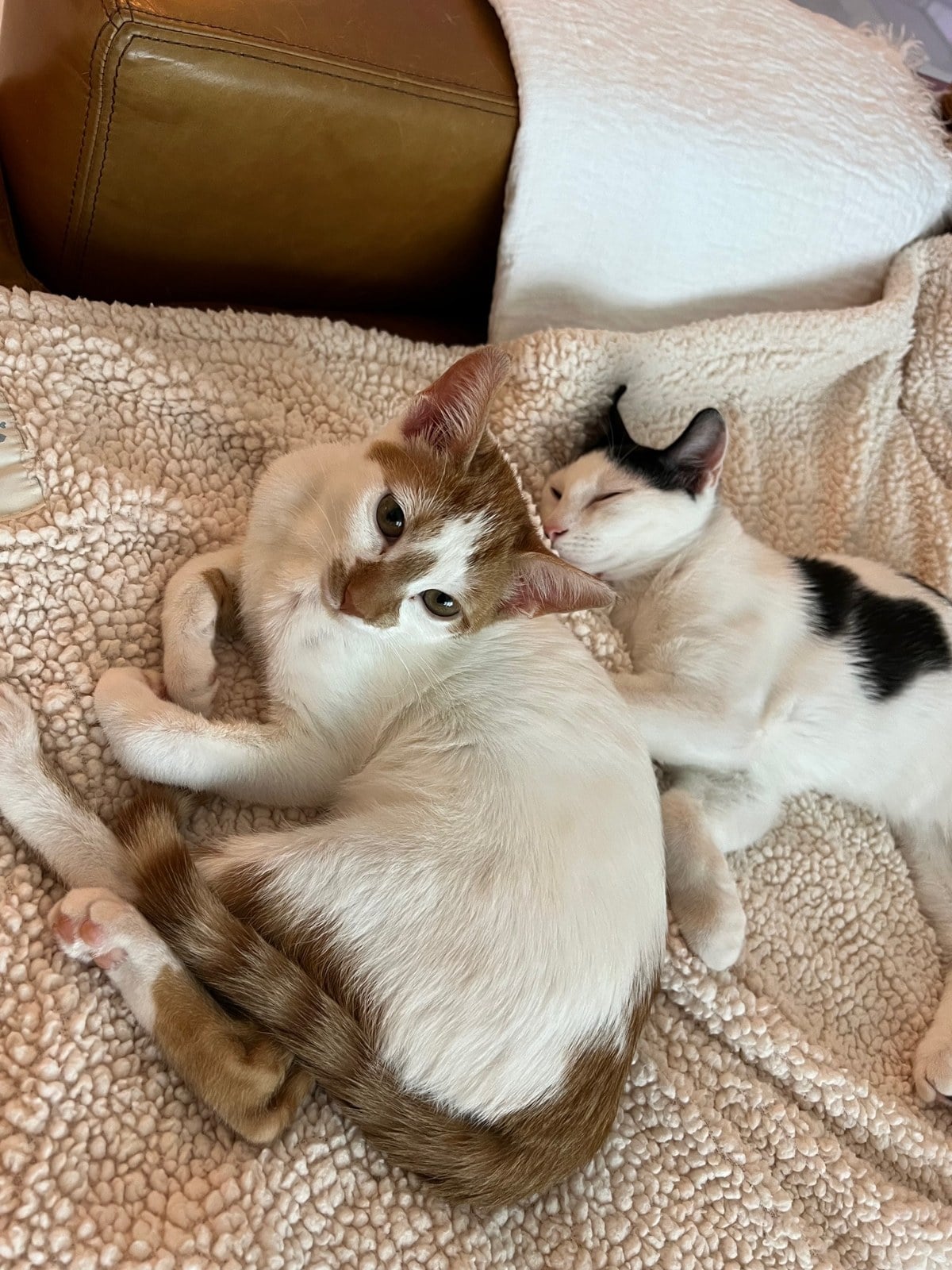 Thelma, white with orange patches, curled up next to Louis on a blanket, with her ringed orange tail across the front