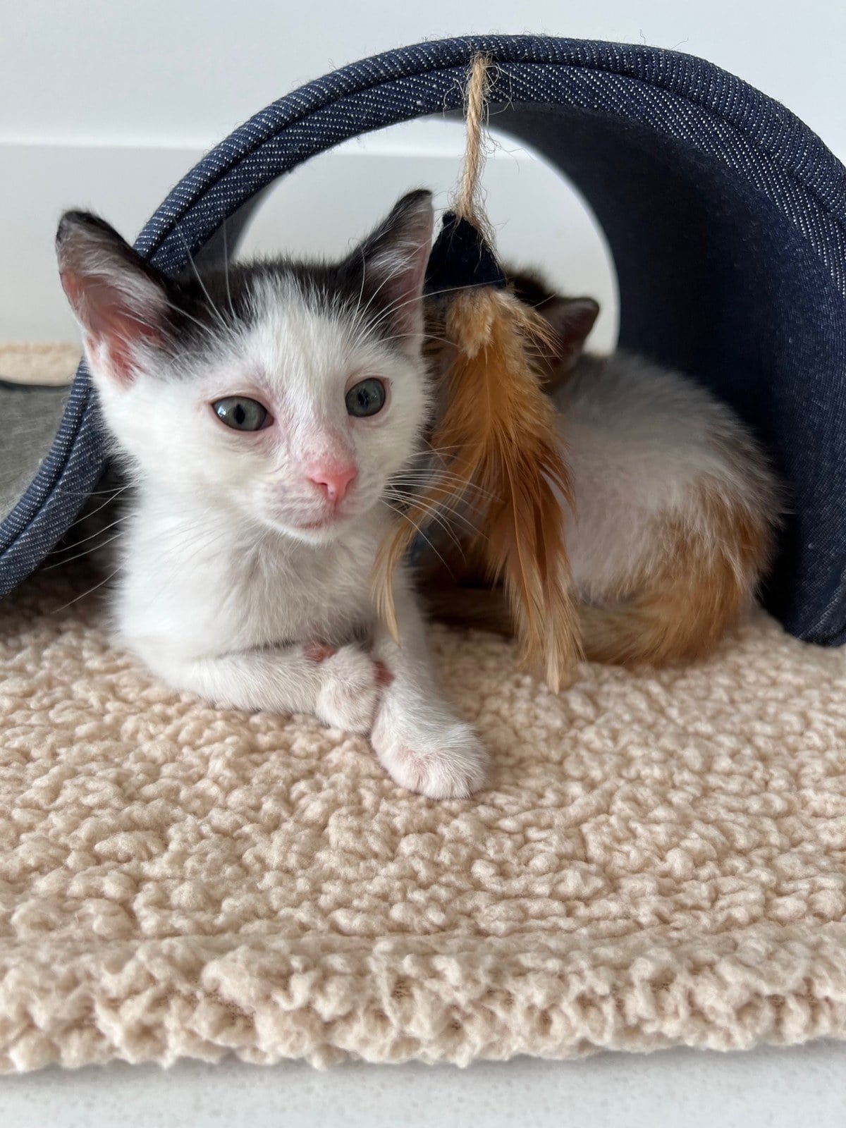 Louis as a tiny black and white kitten lying in front of a play tunnel, with Thelma curled up behind him next to a feather toy