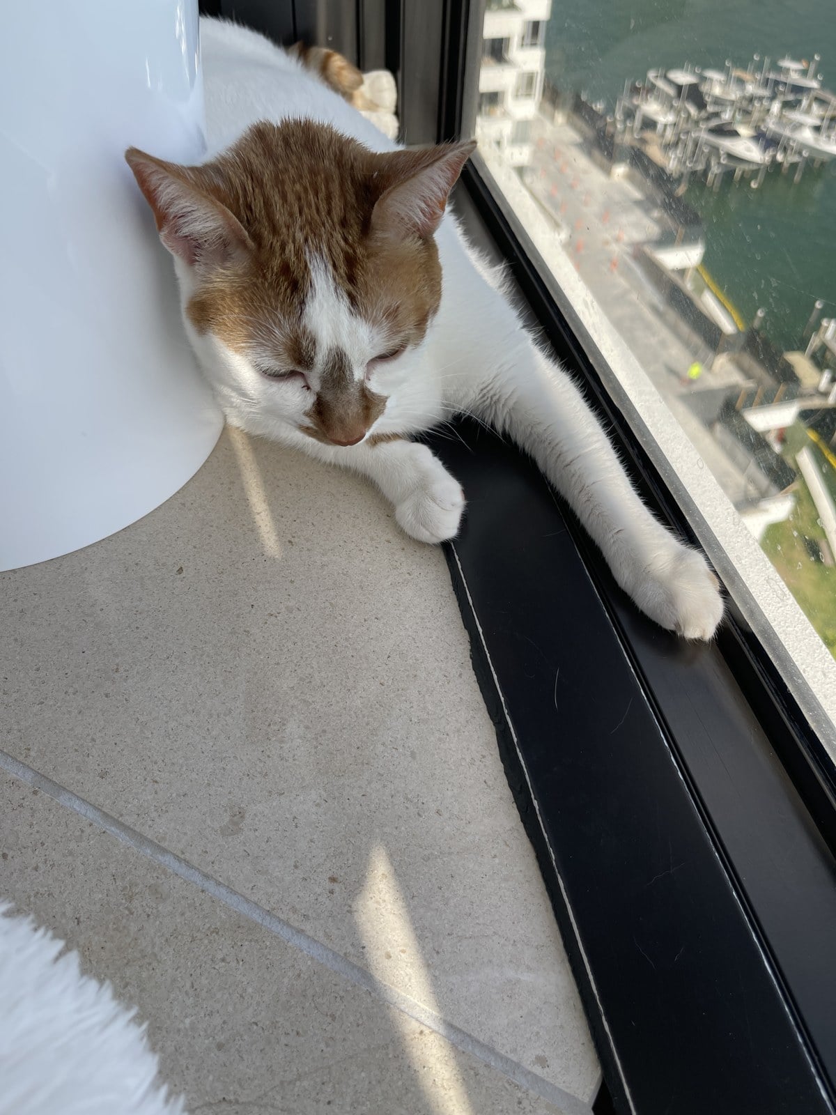 Thelma, a white cat with an orange head and ears, lying on a windowsill