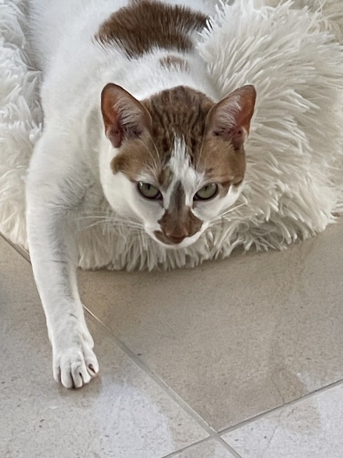 Close-up of Thelma lying in a fluffy white bed, with faint stripes in the orange fur on her head