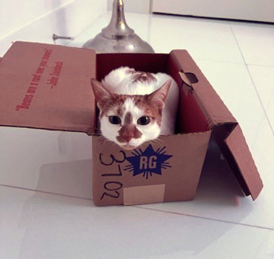 Thelma, a white cat with orange patches, peeking out of a small cardboard box on a white tile floor