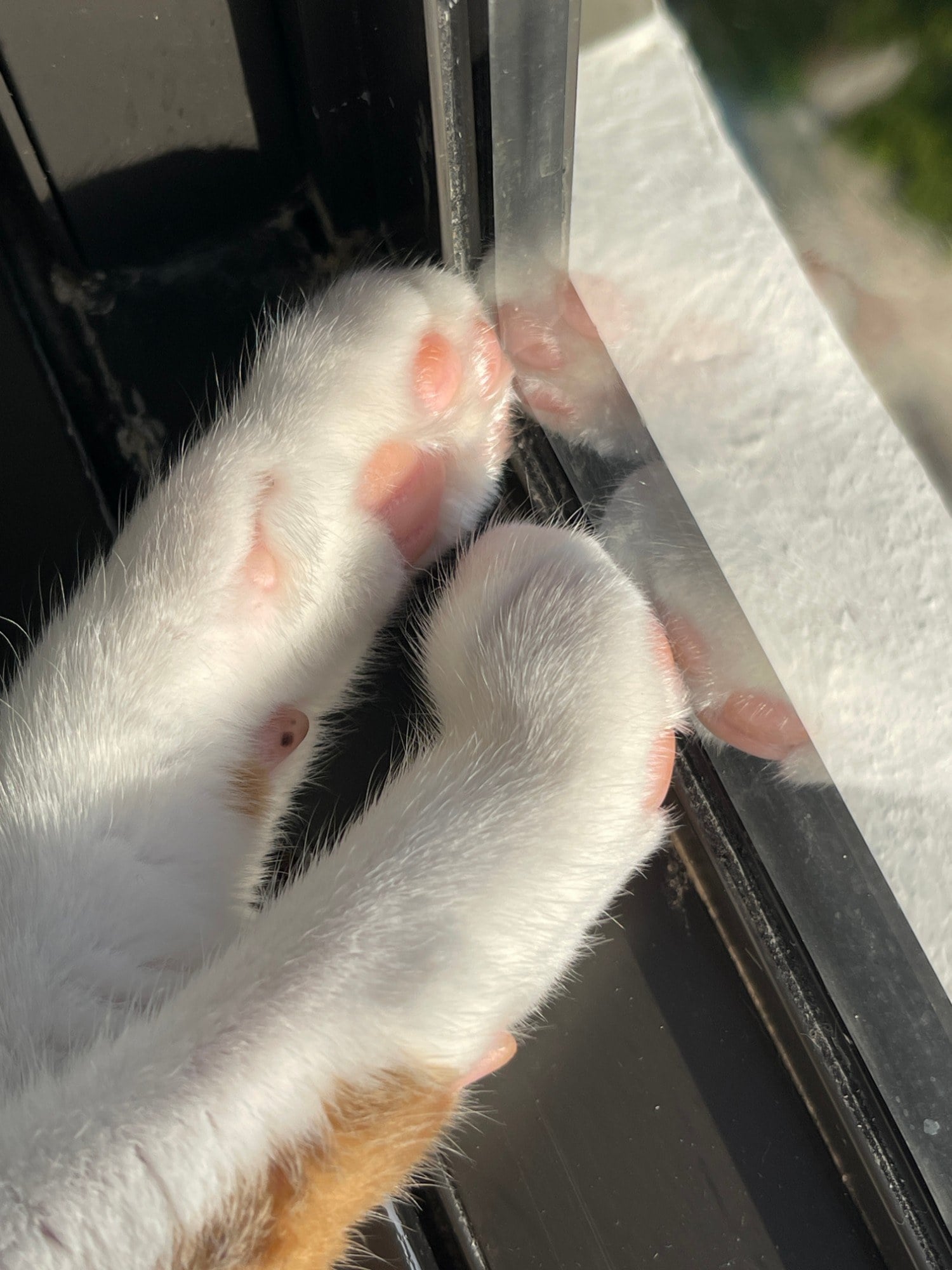 Thelma's two white front paws pressed up against a window, showing her pink toe beans