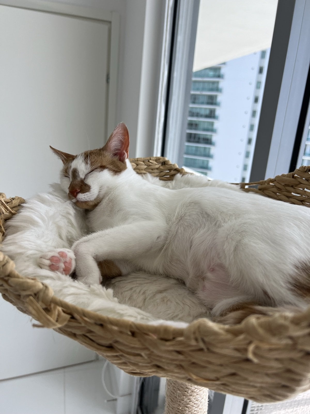 Thelma, a white cat with orange patches, asleep in a woven cat-tree basket with one paw of pink toe beans showing