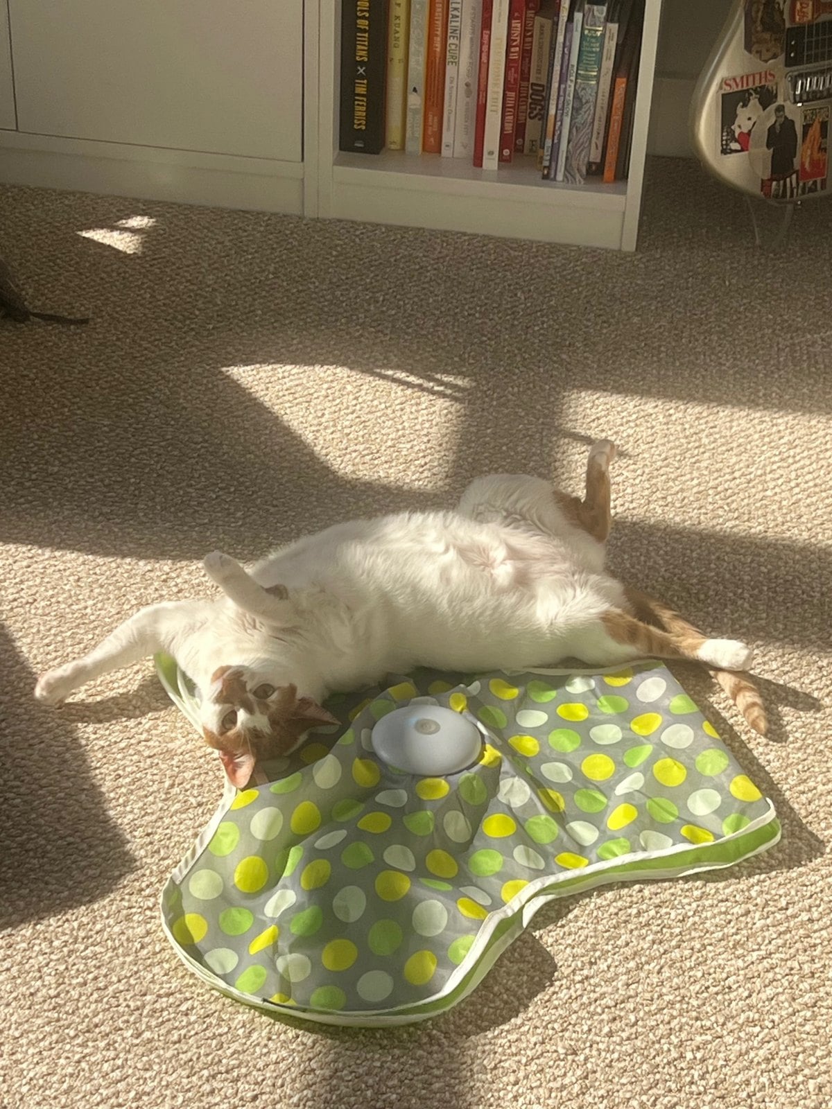 Thelma lying belly-up in the sun on a green polka-dot cat play mat