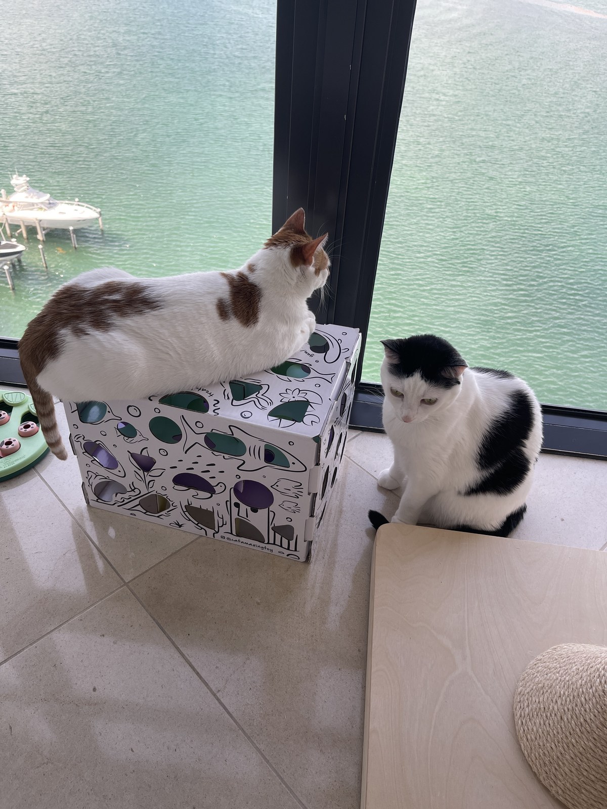 Thelma, a white cat with orange patches, sitting on top of a box at a window looking out at the water, with Louis sitting on the floor below