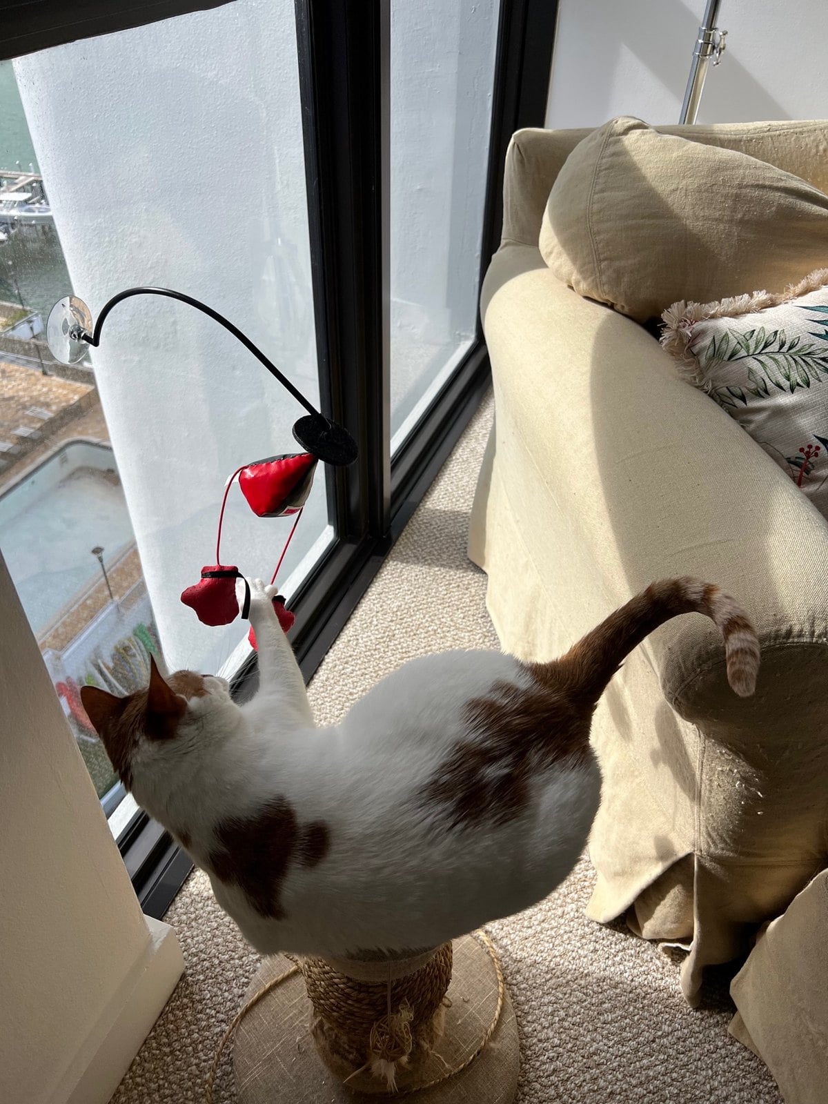 Thelma, an orange-and-white cat, standing on a scratching post and batting at a red teaser toy mounted on the window