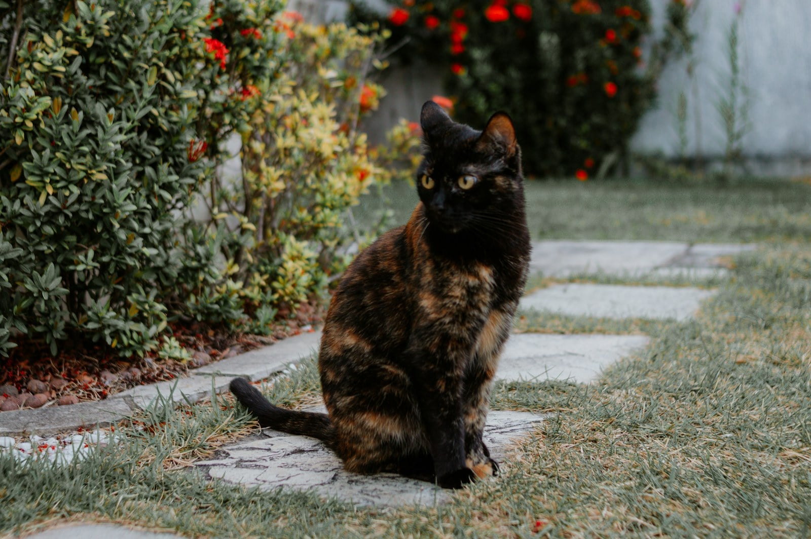 A tortoiseshell cat sitting on a garden path