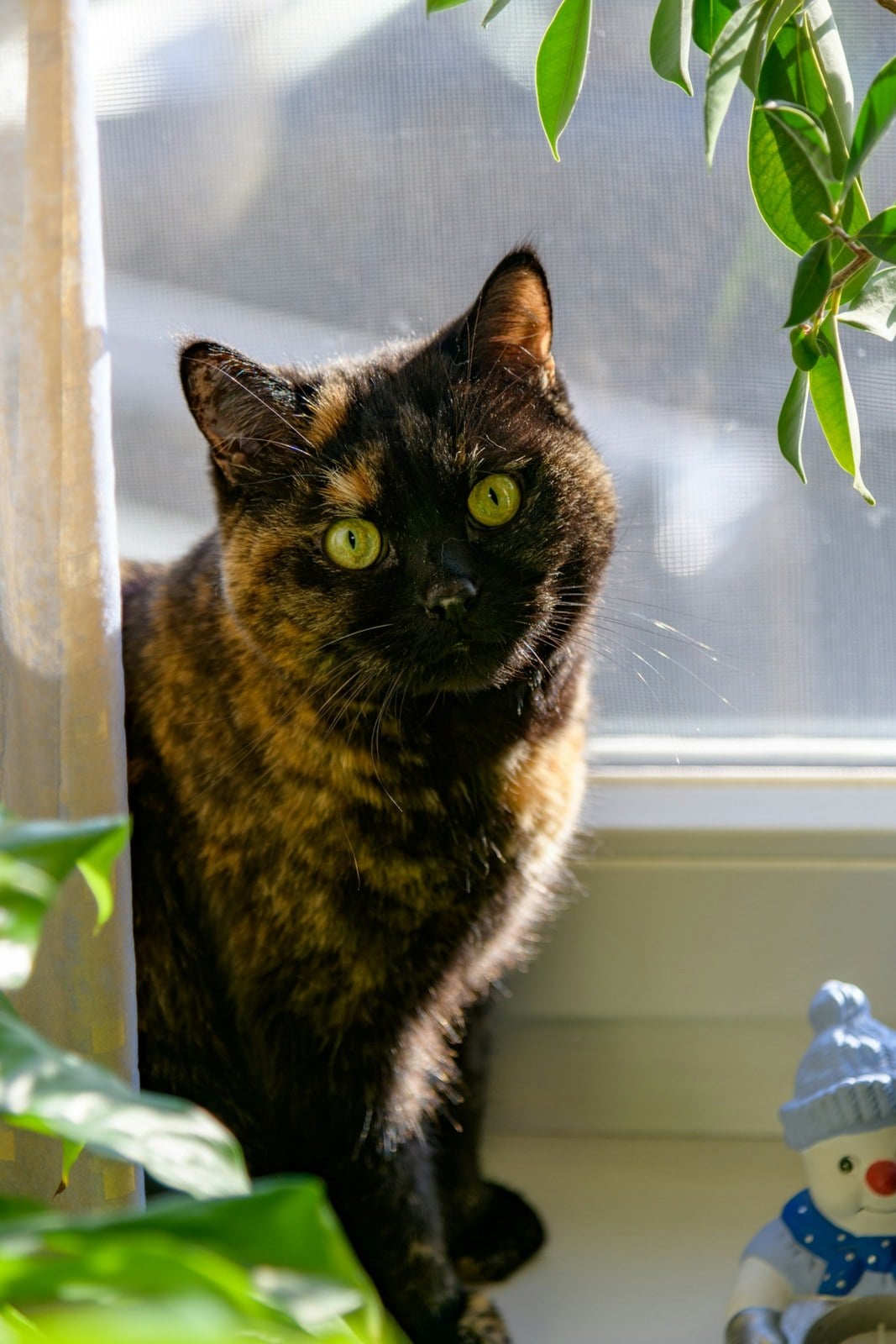 A tortoiseshell cat with mottled black and orange fur sitting by a window