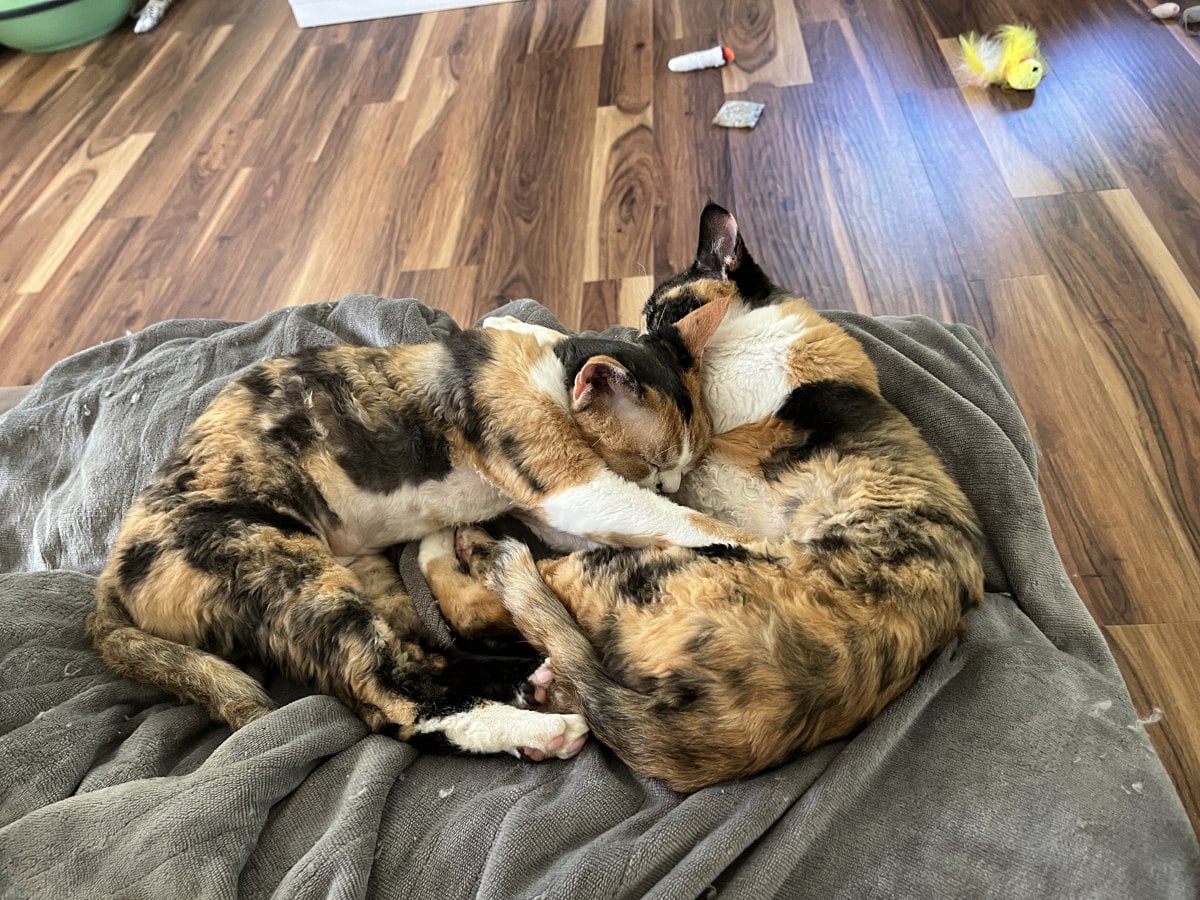 Two calico cats curled up asleep together on a gray blanket