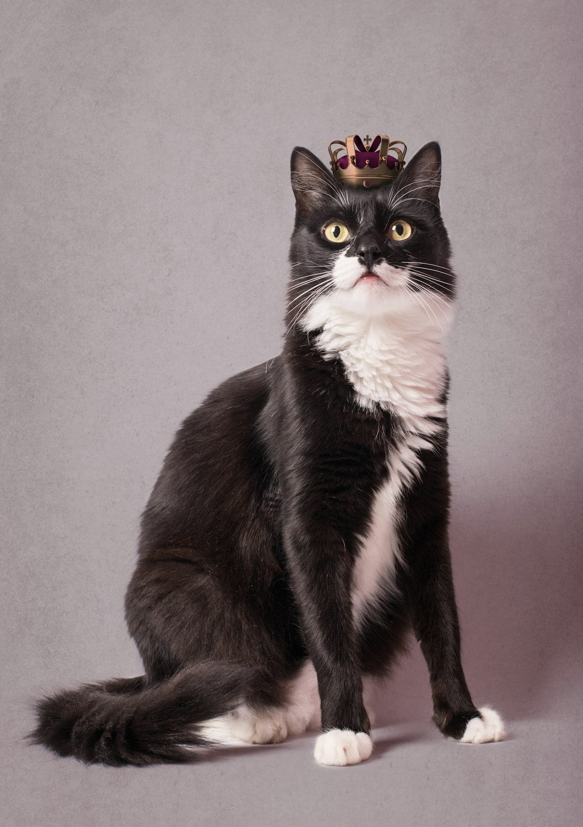 A black and white tuxedo cat sitting tall with a tiny crown on its head