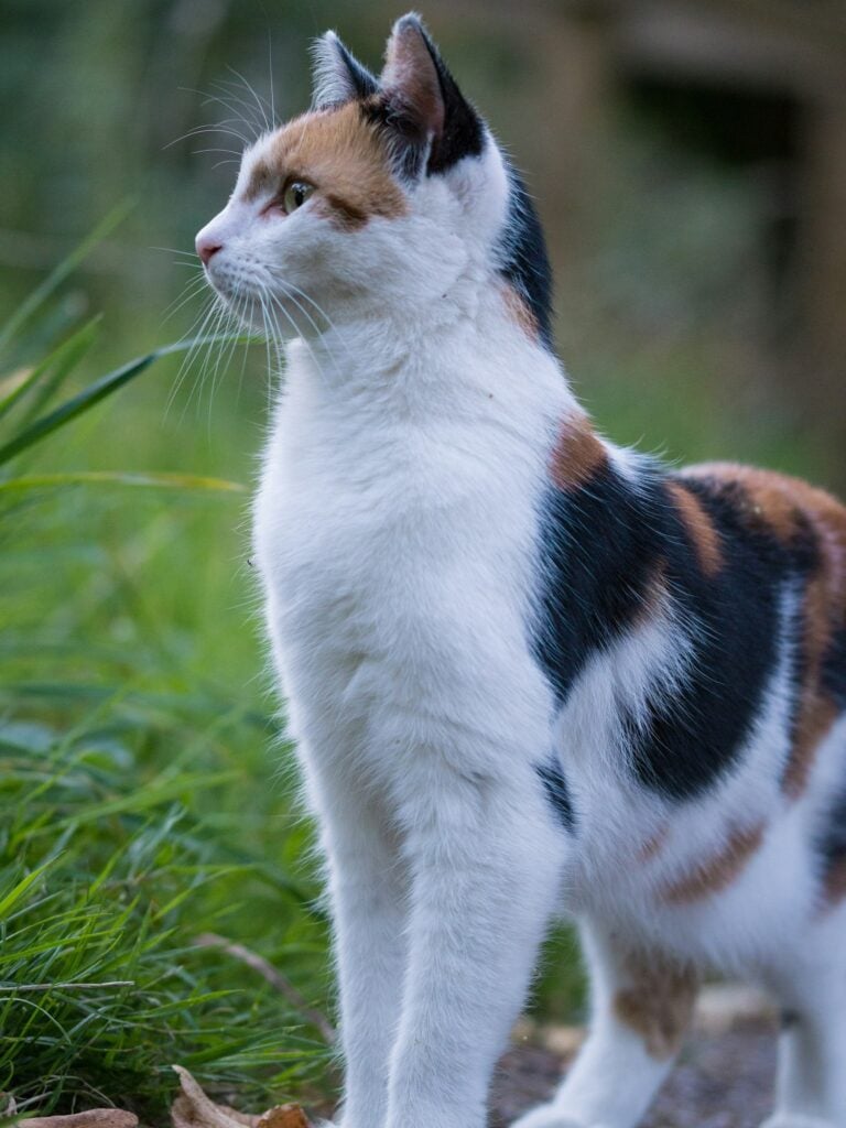 A white calico cat with black and orange patches standing in tall grass