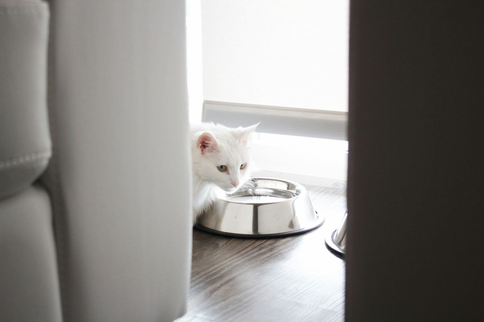 A white cat eating from a stainless steel bowl by a window
