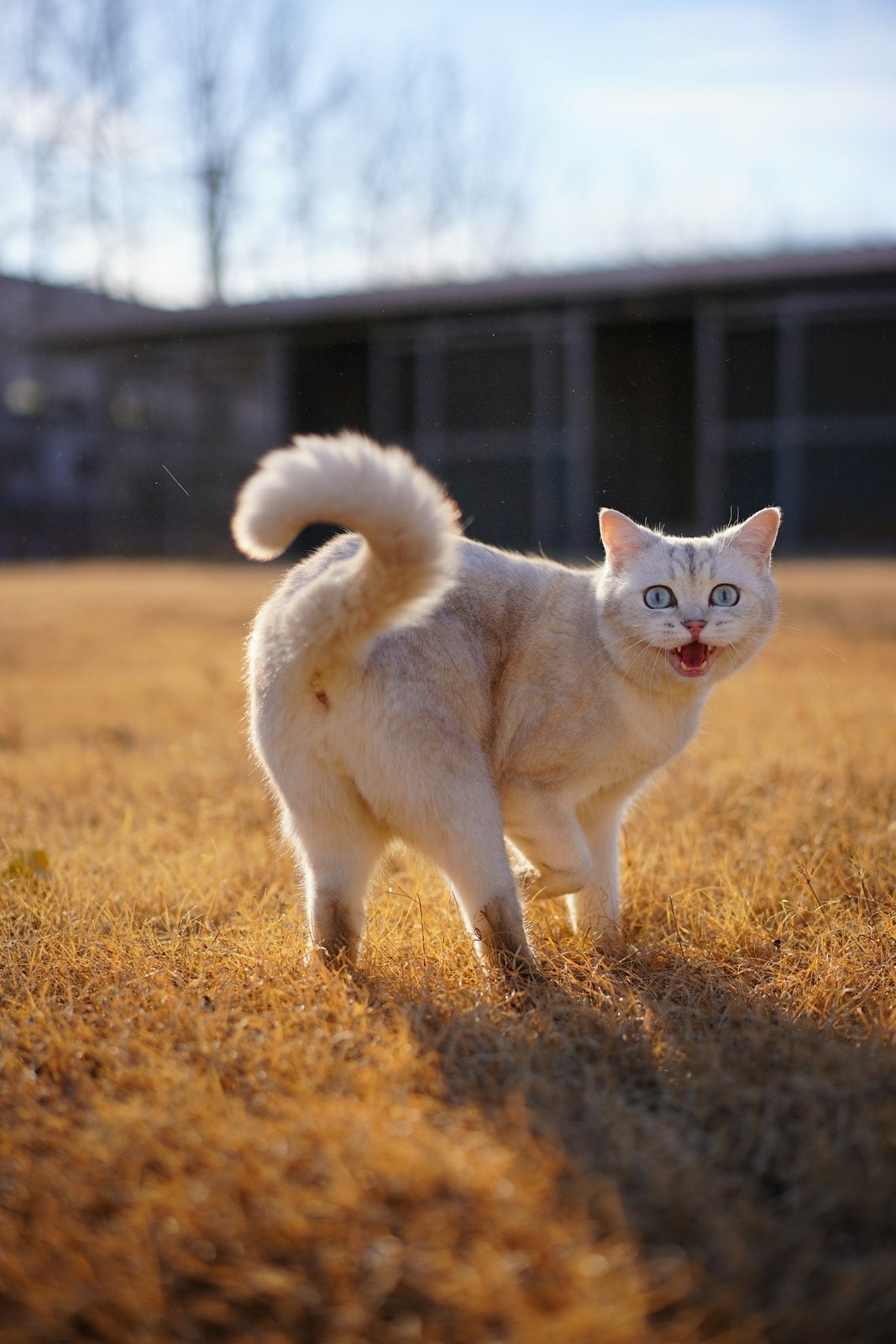 A white cat standing in dry grass looking back at the camera with its tail puffed up