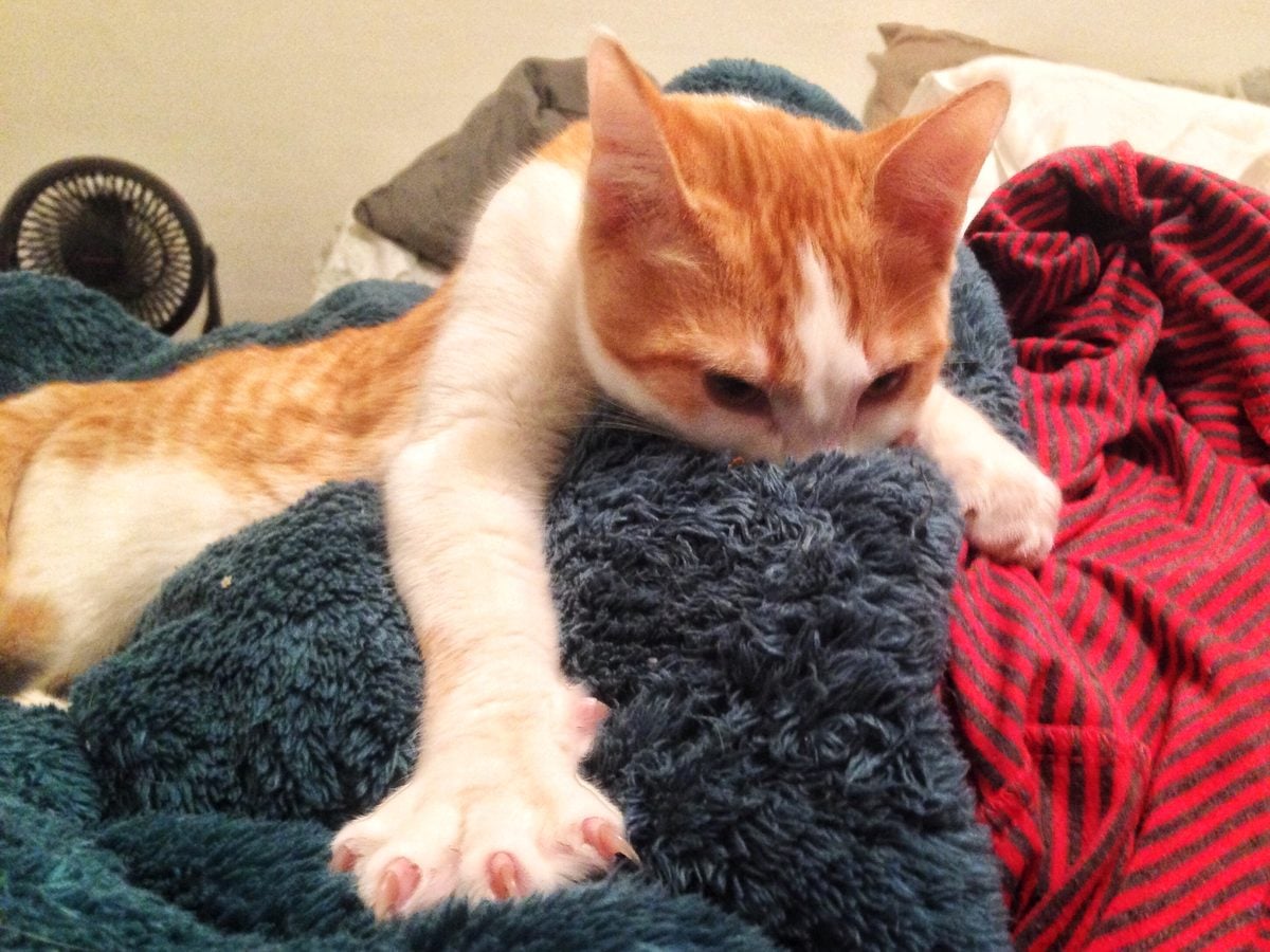 Orange-and-white young cat lying on a fuzzy dark blanket with one front paw stretched out and its toes spread